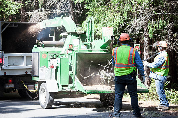 How Our Tree Care Process Works  in  Rosharon, TX